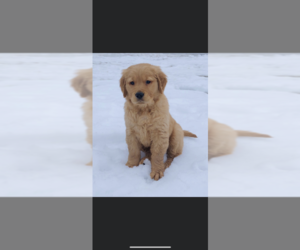 Golden Retriever Puppy for sale in MERIDIAN, ID, USA