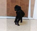 Small #3 Poodle (Toy)