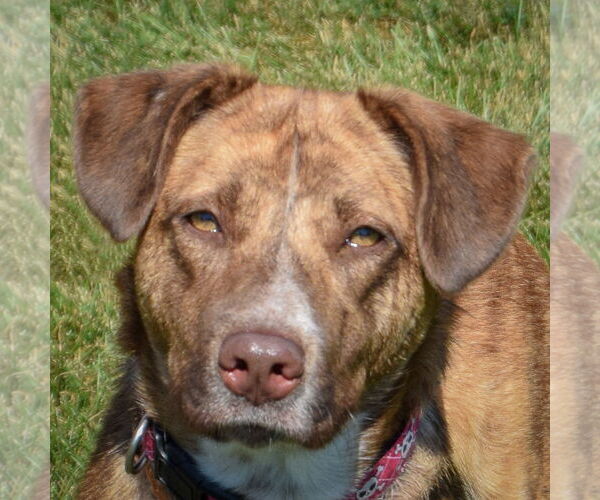 Medium Photo #1 Coonhound-Labrador Retriever Mix Puppy For Sale in Huntley, IL, USA