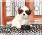 Small #1 Shih Tzu