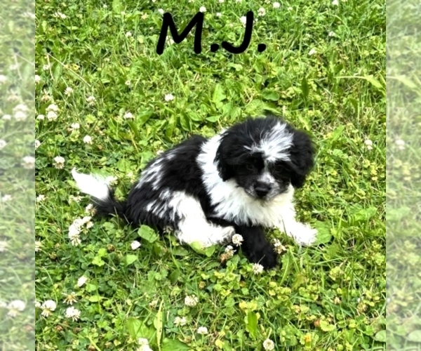 Medium Photo #3 Shih-Poo Puppy For Sale in HARTLAND, MN, USA