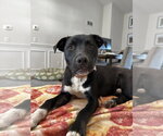 Small #1 Mutt