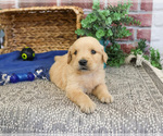 Small #1 Golden Retriever