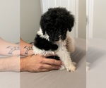 Small Photo #12 Poodle (Standard) Puppy For Sale in LEESBURG, GA, USA