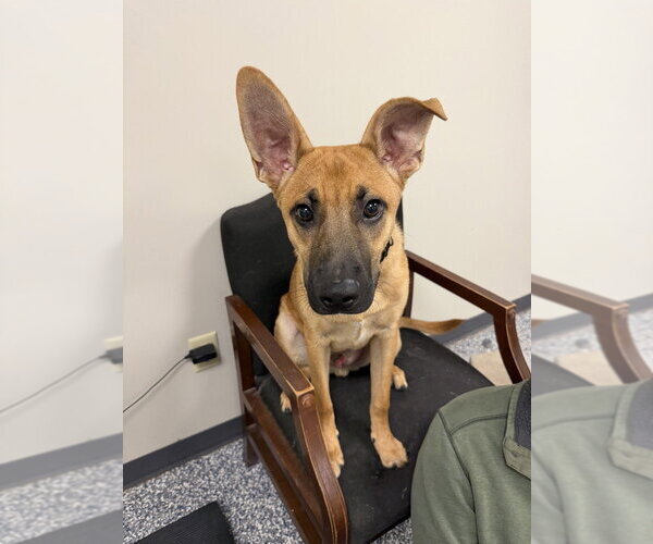 Medium Photo #2 Mutt Puppy For Sale in Bemidji, MN, USA