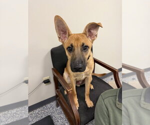 Potato - Male Mutt Dog for Adoption - Photo #2