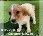 Litter of 6 - Male(s) and Female(s) Cavapoo (Miniature)Litter of Puppies for Sale - Photo #10