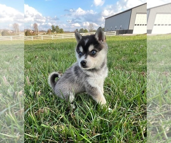 Medium Photo #3 Alaskan Klee Kai Puppy For Sale in WILLIAMSBURG, OH, USA