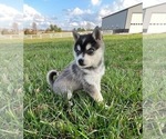 Small #2 Alaskan Klee Kai