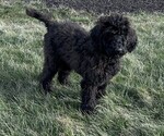 Puppy Grey Poodle (Standard)