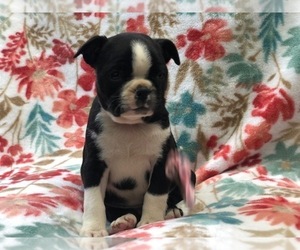 Boston Terrier Puppy for sale in LAKELAND, FL, USA