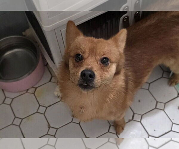 Medium Photo #1 Pomeranian-Unknown Mix Puppy For Sale in Tenafly, NJ, USA