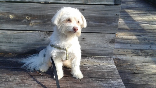 Medium Photo #1 Havanese Puppy For Sale in PENSACOLA, FL, USA