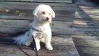 Small Photo #1 Havanese Puppy For Sale in PENSACOLA, FL, USA