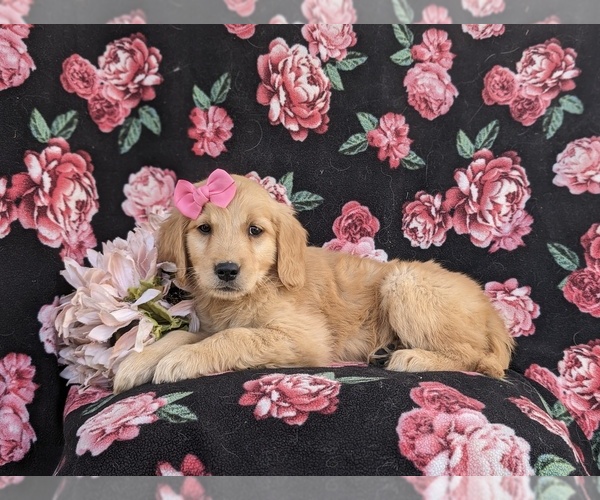 Medium Photo #2 Golden Retriever Puppy For Sale in NEW PROVIDENCE, PA, USA