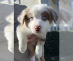 Puppy Spot Australian Shepherd