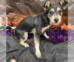 *KAT - Female Chihuahua-Unknown Mix Dog for Adoption - Small photo