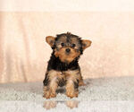 Small Photo #2 Yorkshire Terrier Puppy For Sale in NAPPANEE, IN, USA
