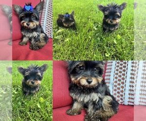 Yorkshire Terrier Puppy for sale in RICHMOND, IL, USA