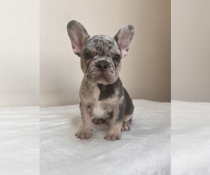 French Bulldog Puppy for sale in RIALTO, CA, USA