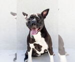 Small #1 American Pit Bull Terrier Mix