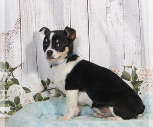 Chihuahua Puppy for sale in PENNS CREEK, PA, USA