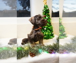 Small Photo #2 Schnauzer (Miniature) Puppy For Sale in MIAMI, FL, USA