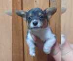 Small Photo #6 Pembroke Welsh Corgi Puppy For Sale in COTTAGEVILLE, SC, USA