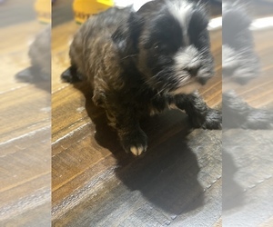 Mal-Shi-Maltese Mix Puppy for sale in HOUSTON, TX, USA
