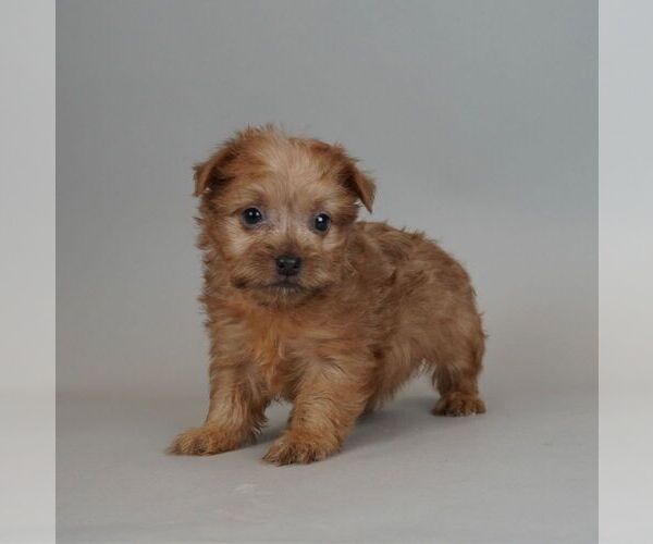 Medium Photo #3 Maltese-Morkie Mix Puppy For Sale in WARSAW, IN, USA