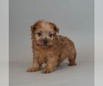 Small Photo #3 Maltese-Morkie Mix Puppy For Sale in WARSAW, IN, USA