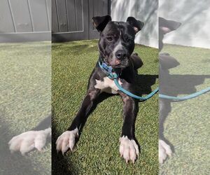 Boxer-Unknown Mix Dogs for adoption in Pompano Beach , FL, USA