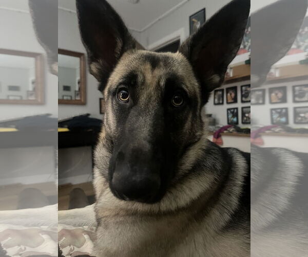 Medium Photo #4 German Shepherd Dog Puppy For Sale in New Hill, NC, USA