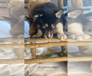 Siberian Husky Puppy for sale in BEAVERTON, OR, USA