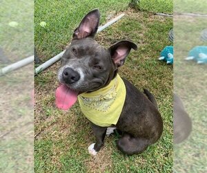 Harper - Female Catahoula Leopard Dog-Unknown Mix Dog for Adoption - Photo #3
