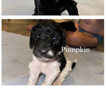 Puppy pumpkin Labradoodle-Poodle (Standard) Mix