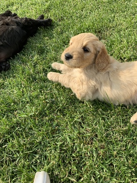 Medium Photo #1 Goldendoodle Puppy For Sale in OAKDALE, CA, USA