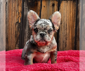French Bulldog Puppy for sale in AURORA, CO, USA