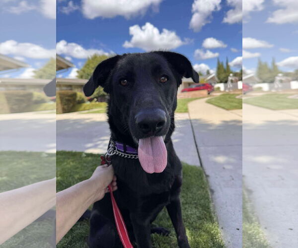 Medium Photo #1 Labrador Retriever-Unknown Mix Puppy For Sale in San Diego, CA, USA