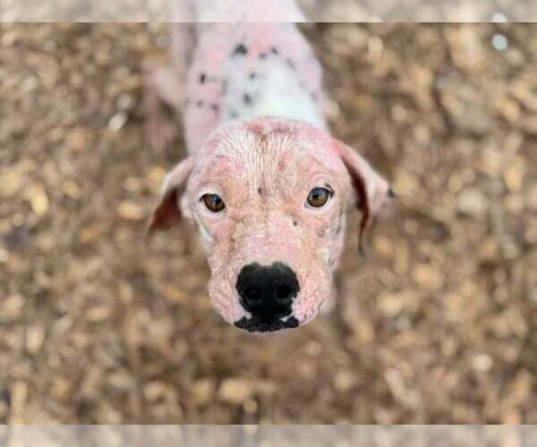 Medium Photo #5 Labrador Retriever-Unknown Mix Puppy For Sale in New York, NY, USA
