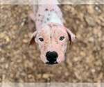 Small #4 Labrador Retriever Mix