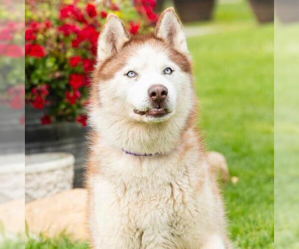 Medium Photo #2 Siberian Husky Puppy For Sale in Camarillo, CA, USA