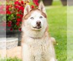 Small #1 Siberian Husky