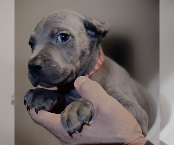 Medium Photo #20 Cane Corso Puppy For Sale in ANDERSON, IN, USA