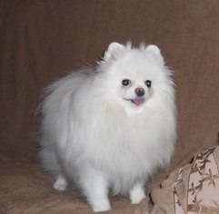 Mother of the Pomeranian puppies born on 11/06/2017