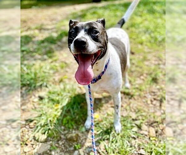 Medium Photo #4 Mutt Puppy For Sale in Crandall, GA, USA