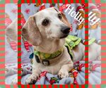Small Photo #24 Dachshund Puppy For Sale in San Antonio, TX, USA