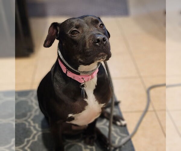 Medium Photo #16 American Staffordshire Terrier-Unknown Mix Puppy For Sale in Rosenberg, TX, USA