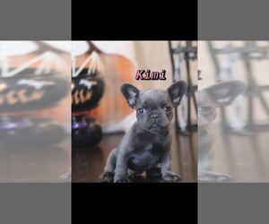 French Bulldog Puppy for sale in LAS VEGAS, NV, USA
