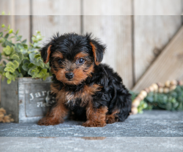Medium Photo #7 Yorkshire Terrier Puppy For Sale in GREENWICH, OH, USA